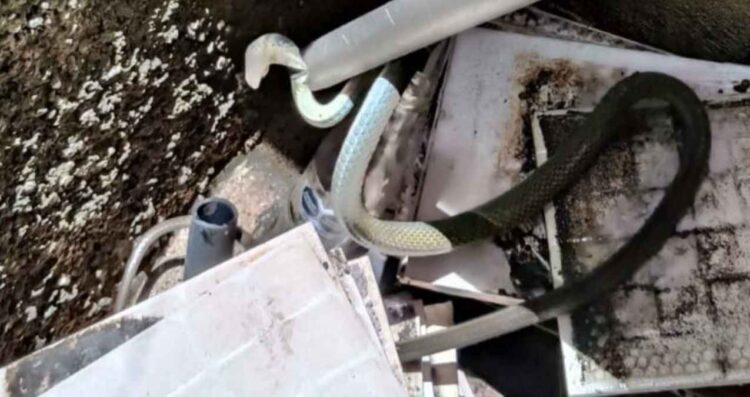 Hallan víbora dentro de una casa en el centro de Cd. Victoria, Tamaulipas
