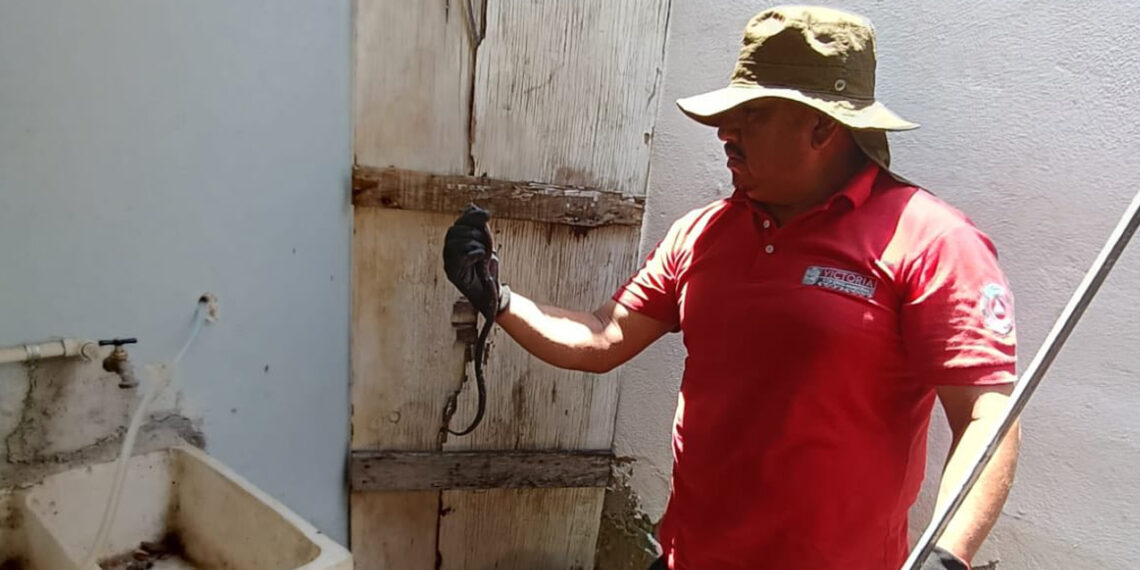 Hallan víbora en patio de vivienda en Ciudad Victoria, Tamaulipas