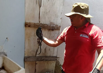 Hallan víbora en patio de vivienda en Ciudad Victoria, Tamaulipas