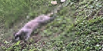 Indigna en Cd. Madero muerte de mapache golpeado por robar pan