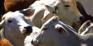 proteger campo mexicano gusano barrenador
