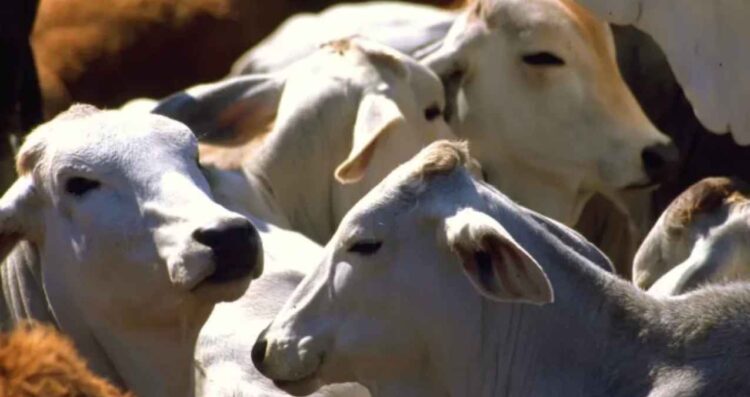 proteger campo mexicano gusano barrenador
