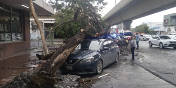 Lluvias causan caos vial y daños en Monterrey, Nuevo León; reportan árboles y postes caídos