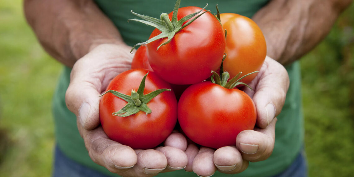 México busca frenar arancel al jitomate que amenaza miles de empleos