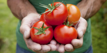 México busca frenar arancel al jitomate que amenaza miles de empleos