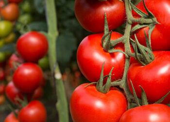 México arancel tomate