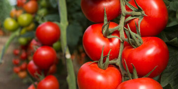 México arancel tomate
