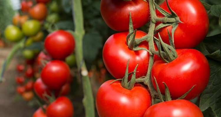 México arancel tomate