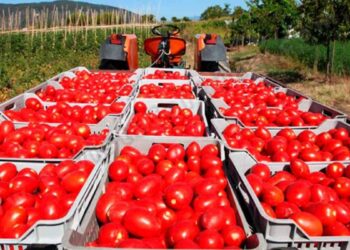 consumidores EU tomates