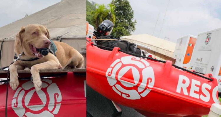 Nuevo León se solidariza con Texas; enviará rescatistas y a Joe de la Manada K9 para ayudar en las inundaciones