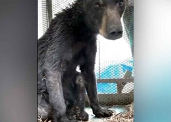 Oso rescatado en Galeana