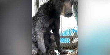 Oso rescatado en Galeana