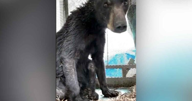 Oso rescatado en Galeana