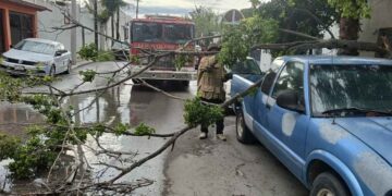 Rama cae sobre camioneta y provoca daños en Ciudad Victoria, Tamaulipas