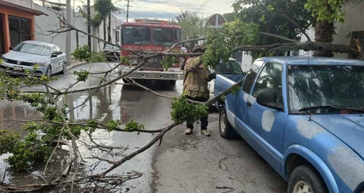 Rama cae sobre camioneta y provoca daños en Ciudad Victoria, Tamaulipas