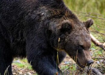 Reportan avistamientos de puma y oso en Nuevo León; rescatan a uno en García