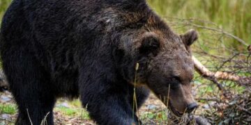 Reportan avistamientos de puma y oso en Nuevo León; rescatan a uno en García