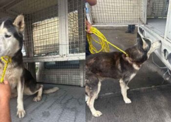 Rescatan en Naucalpan a perrito víctima de maltrato tras cateo en vivienda