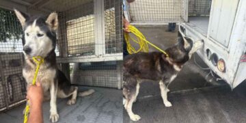 Rescatan en Naucalpan a perrito víctima de maltrato tras cateo en vivienda
