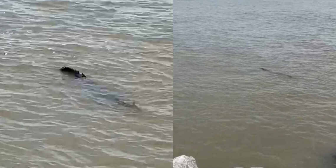 cocodrilo gran tamaño Río Pánuco