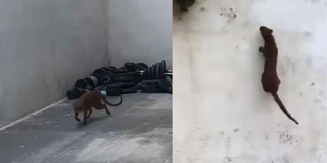 (VIDEO) Onza sorprende al aparecer en patio de casa en Tampico, Tamaulipas