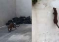 (VIDEO) Onza sorprende al aparecer en patio de casa en Tampico, Tamaulipas