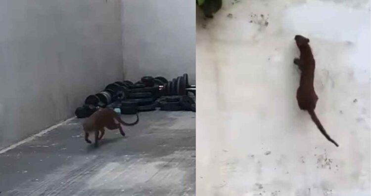 (VIDEO) Onza sorprende al aparecer en patio de casa en Tampico, Tamaulipas