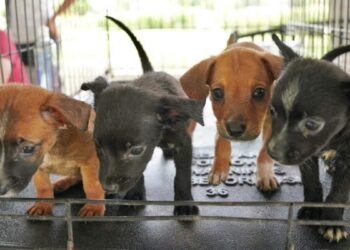 adopción de mascotas Nuevo Laredo