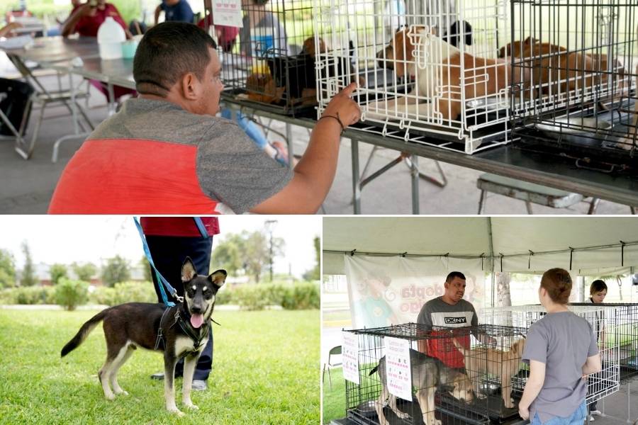 adopción de mascotas Nuevo Laredo