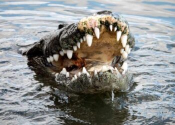 animales en peligro de extinción en Tamaulipas