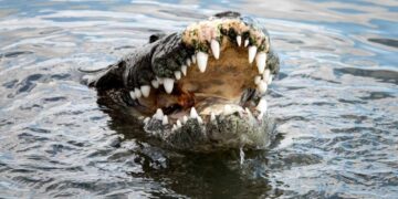animales en peligro de extinción en Tamaulipas