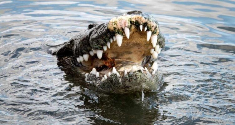 animales en peligro de extinción en Tamaulipas