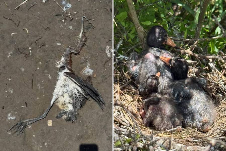 aves muertas en Matamoros