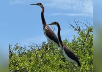 aves muertas en Matamoros