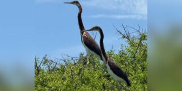 aves muertas en Matamoros