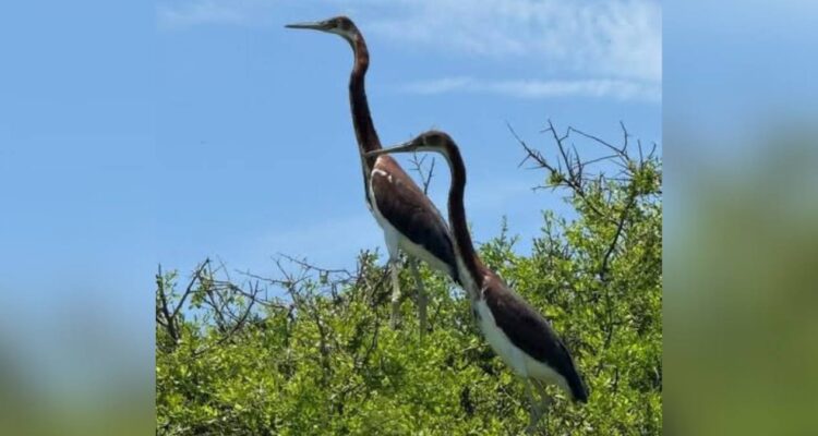 aves muertas en Matamoros