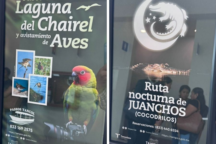 avistamiento de aves Tampico