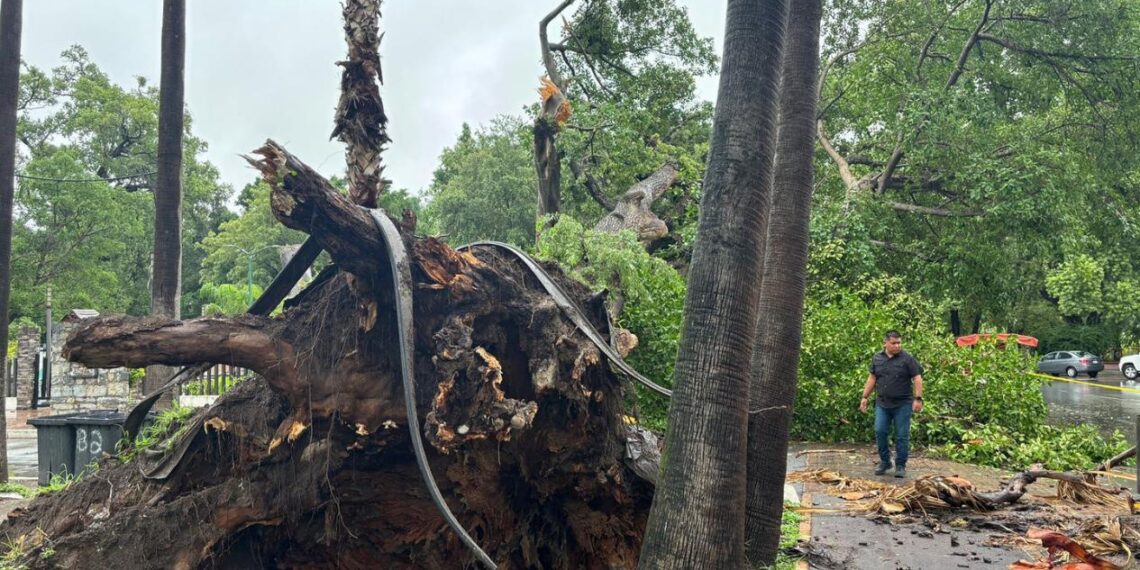 caída de árboles en Victoria