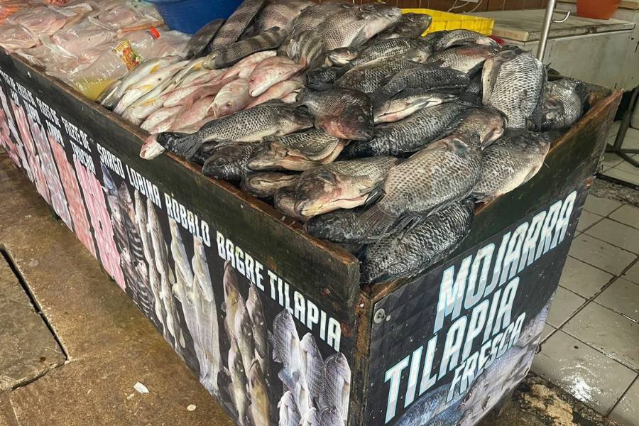 carne de cocodrilo en mercado de Altamira