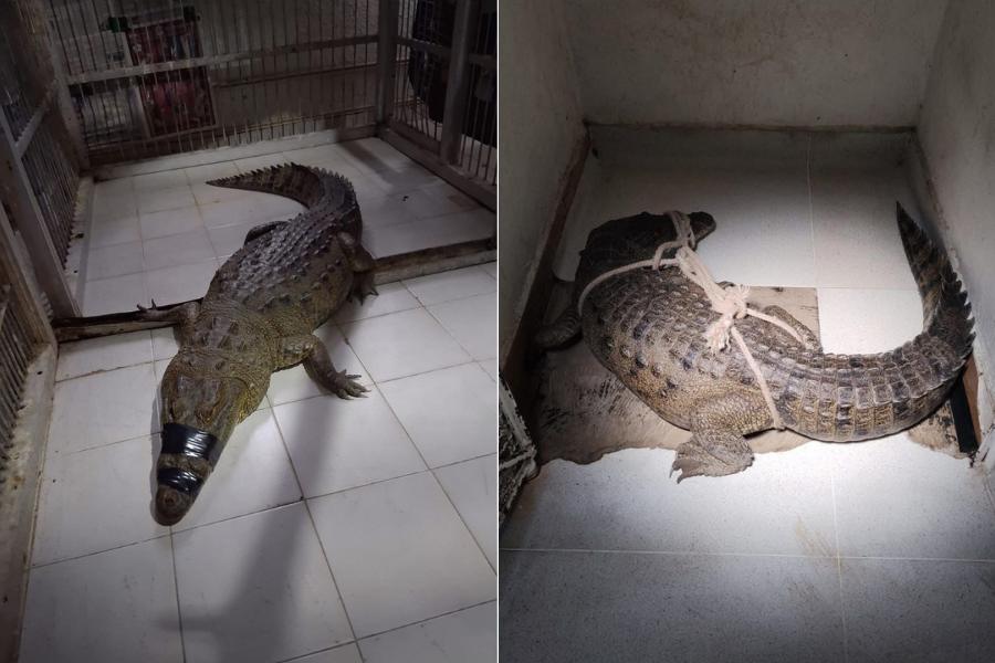 cocodrilo en casa de Ciudad Madero