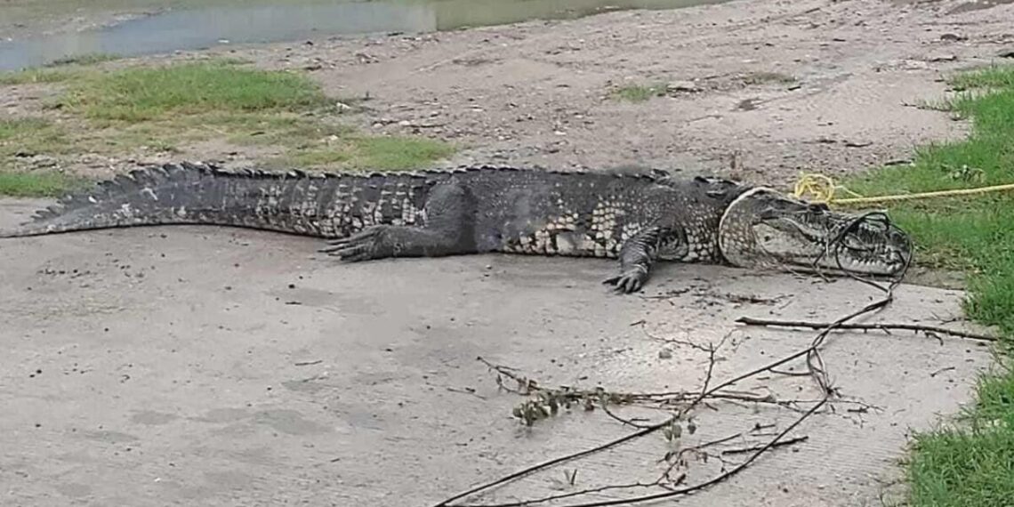 cocodrilos capturados en Ciudad Madero