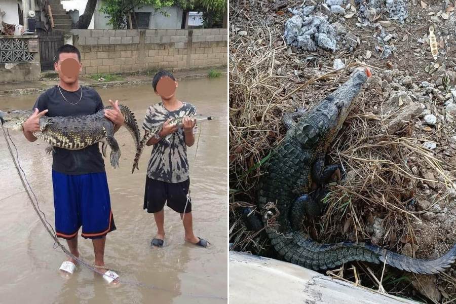 cocodrilos capturados en Ciudad Madero