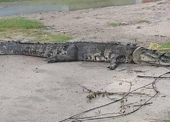 cocodrilos capturados en Ciudad Madero