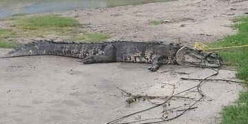 cocodrilos capturados en Ciudad Madero