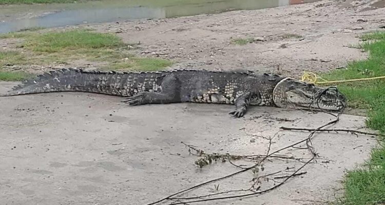 cocodrilos capturados en Ciudad Madero