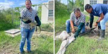 cocodrilos en Altamira