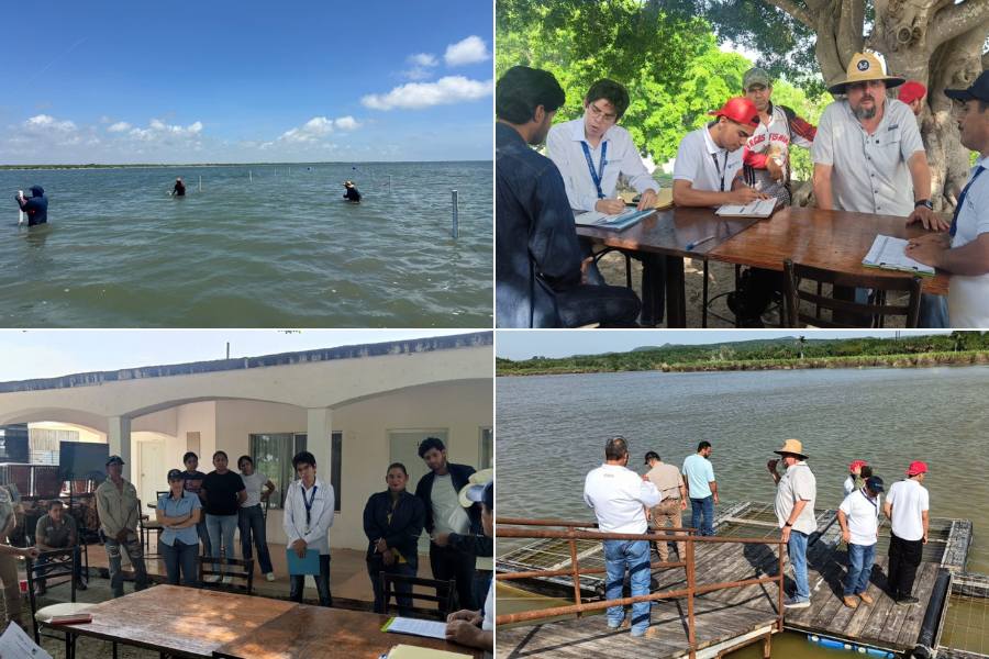 cultivo de ostión en Tamaulipas