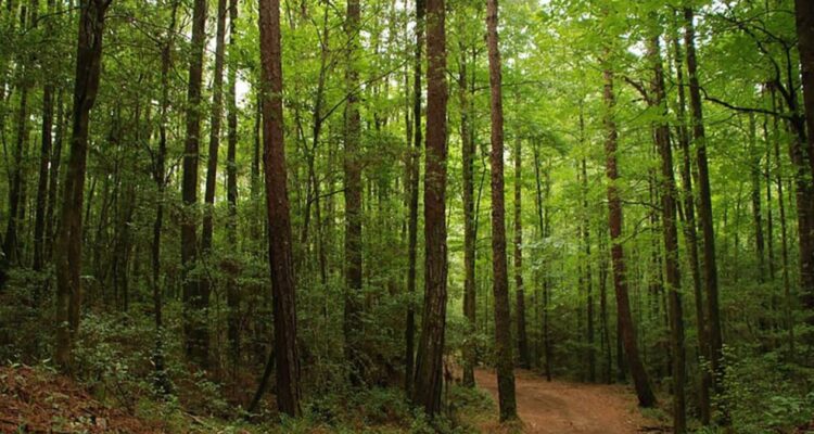 deforestación en Tamaulipas