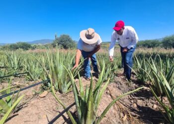 exportación de productos agrícolas en Tamaulipas