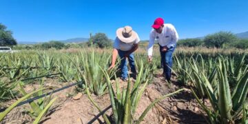 exportación de productos agrícolas en Tamaulipas